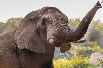 An Elephant with its trunk high in air