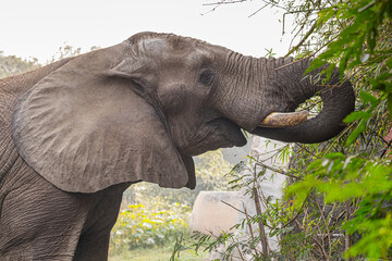 An Elephant while taking food