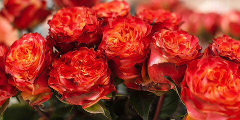 floral blank for flower gift on St. Valentine's Day, 8 March, Mother's day. Red rose buds for anniversary bouquet