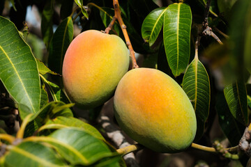 mongo fruit hanging on tree - mongo fruits 