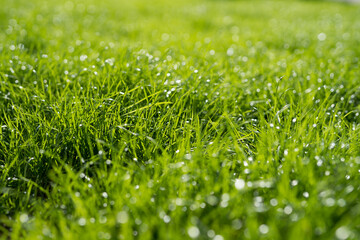 green grass during the day in sunlight