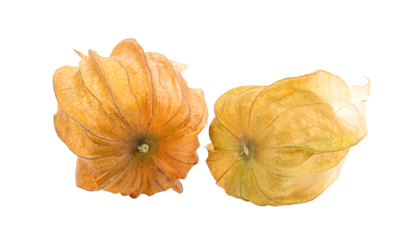 cape gooseberry on transparent png