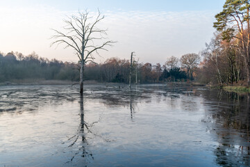 Tree on frozen lake