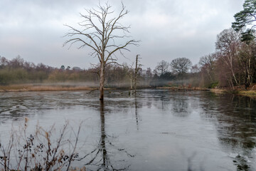 Tree in frozen lake