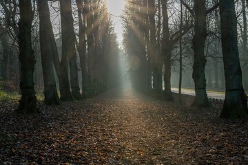 Avenue of trees