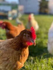 Großaufnahme eines braunen Huhn mit einem roten Kamm auf dem Kopf. Das Huhn schaut in die Kamera und sieht sehr lustig aus. 