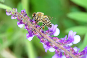 Honey bee (Apis mellifera) pollinating flowers of Vicia cracca (tufted vetch, cow vetch, bird vetch, blue vetch, boreal vetch),