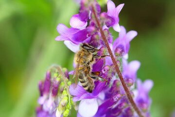 Honey bee (Apis mellifera) pollinating flowers of Vicia cracca (tufted vetch, cow vetch, bird...