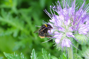 Bumblebee (Bombus sp.) pollinating flowers of lacy phacelia, blue tansy or purple tansy, Phacelia tanacetifolia.