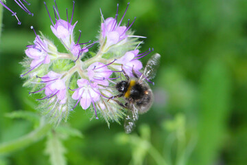 Bumblebee (Bombus sp.) pollinating flowers of lacy phacelia, blue tansy or purple tansy, Phacelia tanacetifolia.