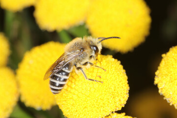 The wild bee Andrena, Osmia pollinating the flowers of wild plants in the countryside.