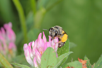 The wild bee Andrena, Osmia pollinating the flowers of wild plants in the countryside.