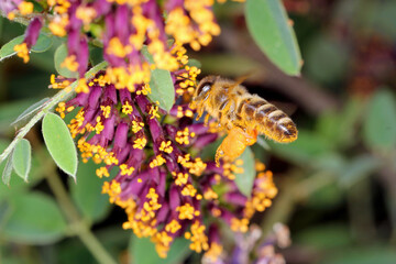 Honey Bee or also honeybee, Apis mellifera collecting pollen of flower desert false indigo, false indigo-bush, and bastard indigobush, Amorpha fruticosa. Pollinating plants.