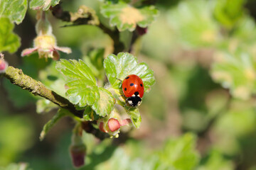 Seven-spotted ladybug on a plant, a gooseberry bush in the garden. It is a useful insect that eats plant pests such as aphids.