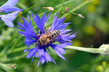Honey bee (Apis mellifera) pollinating flowers of  Centaurea cyanus, commonly known as cornflower or bachelor's button.