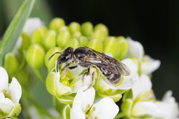 The wild bee Andrena, Osmia pollinating the flowers of wild plants in the countryside.