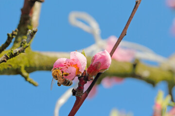 European bee close-up on flower pollinating peach tree in spring blooming garden. honeybee gathering nectar pollen honey in peach tree flowers.