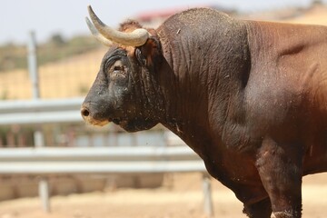 Bull in spain in the green field	