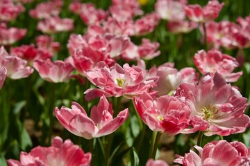Fototapeta na wymiar Tulips mixed with pink and white