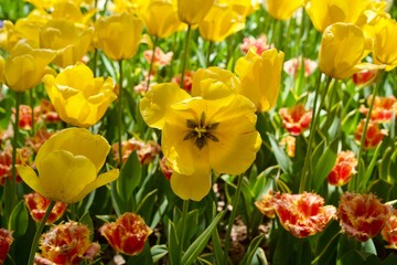 Yellow tulips with buds open