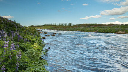 Icelandic river with wild flowers on grassy river banks