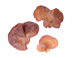 Jelly mushroom isolated on transparent png
