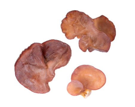 Jelly mushroom isolated on transparent png