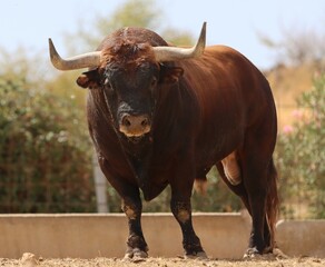 Bull in spain in the green field	