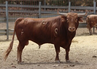 Bull in spain in the green field	