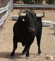 Bull in spain in the green field	