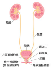 男性の腎臓と膀胱のイラスト　名称あり