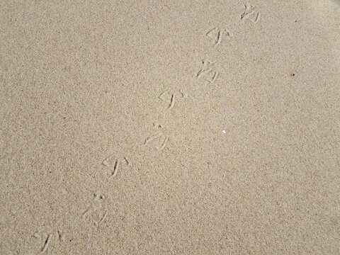 bird foot prints in wet sand at beach