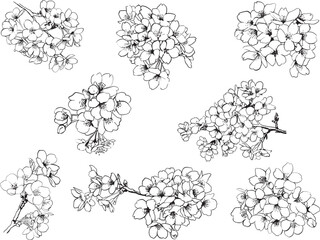 桜のイラスト線画　ベクター素材　リアルタッチ　セット　Clip art set of cherry blossoms　line drawing