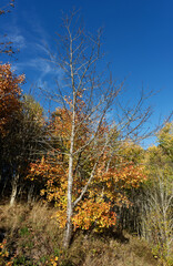 Deutschland - Baden-Württemberg - Schluchseer Jägersteig