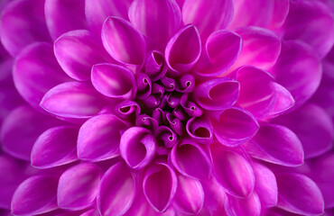 A Dahlia