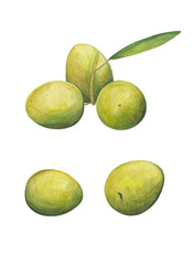 watercolor drawing of green olives and branches with green olives