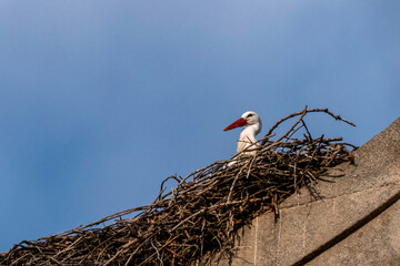 A stork in a nest made of branches on the roof of a building