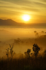 Fototapeta premium Beautiful savanna landscape. Thung Salaeng Luang area, Phetchabun province, Thailand.