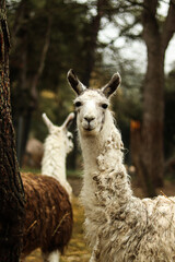 fotografía a dos llamas, una mirando a la cámara