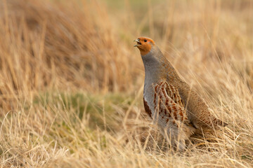 Grey partridge, Scientific name: Perdix Perdix.  Close up of a male Grey partridge in natural moorland habitat. Facing left and calling with beak open. Horizontal.  Space for copy.