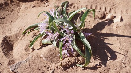 A plant in the sand in Petra in Southern Jordan in the month of January