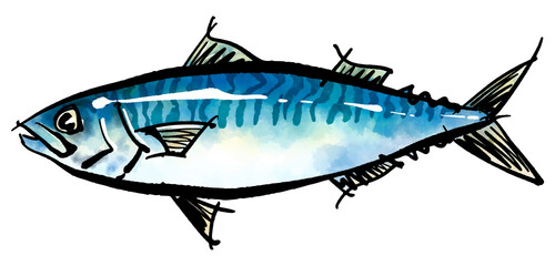 真鯖（マサバ）の手書きイラスト（筆書き墨絵風）
