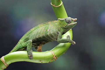 fischer chameleon walking on tree, female fischer chameleon, animals close-up - obrazy, fototapety, plakaty