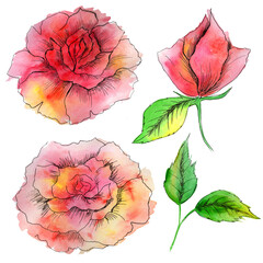 
Watercolor pink roses isolated on white background.