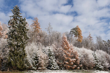 Winterwald im ersten Schnee des Jahres