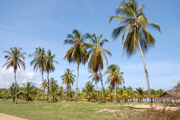 Fototapeta na wymiar Amérique du Sud, Guyane Française, Kourou, la cocoteraie offre un paysage exotique et tropical en bordure de l'océan Atlantique.