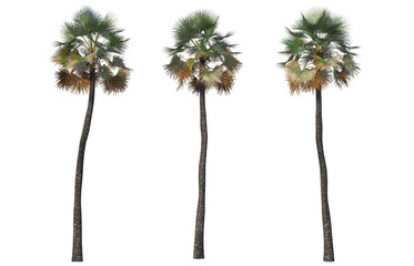 Palm and coconut trees of various sizes and shapes.
