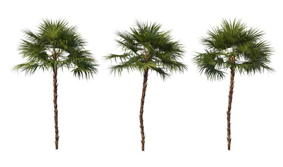 Palm and coconut trees of various sizes and shapes.