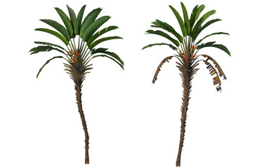 Palm and coconut trees of various sizes and shapes.