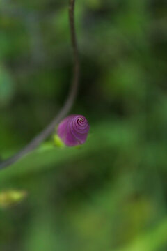 campanilla